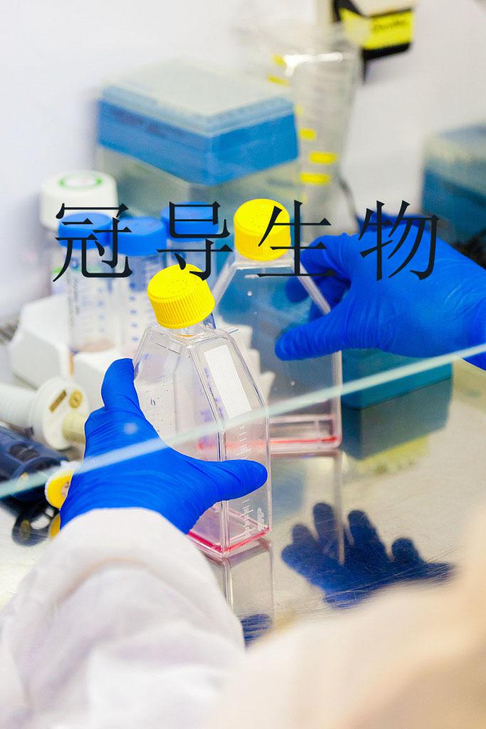 hESC 人子宫内膜间质细胞