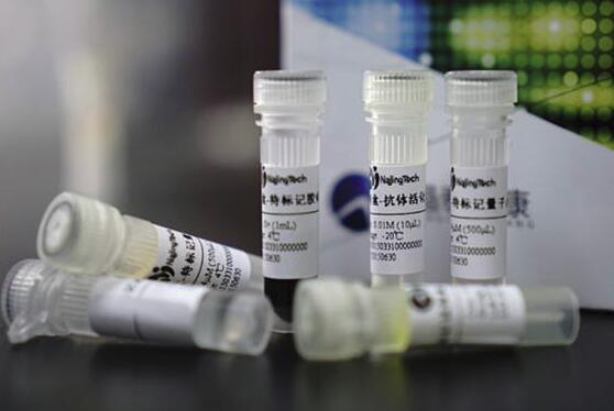 细胞分裂周期蛋白5样蛋白抗体