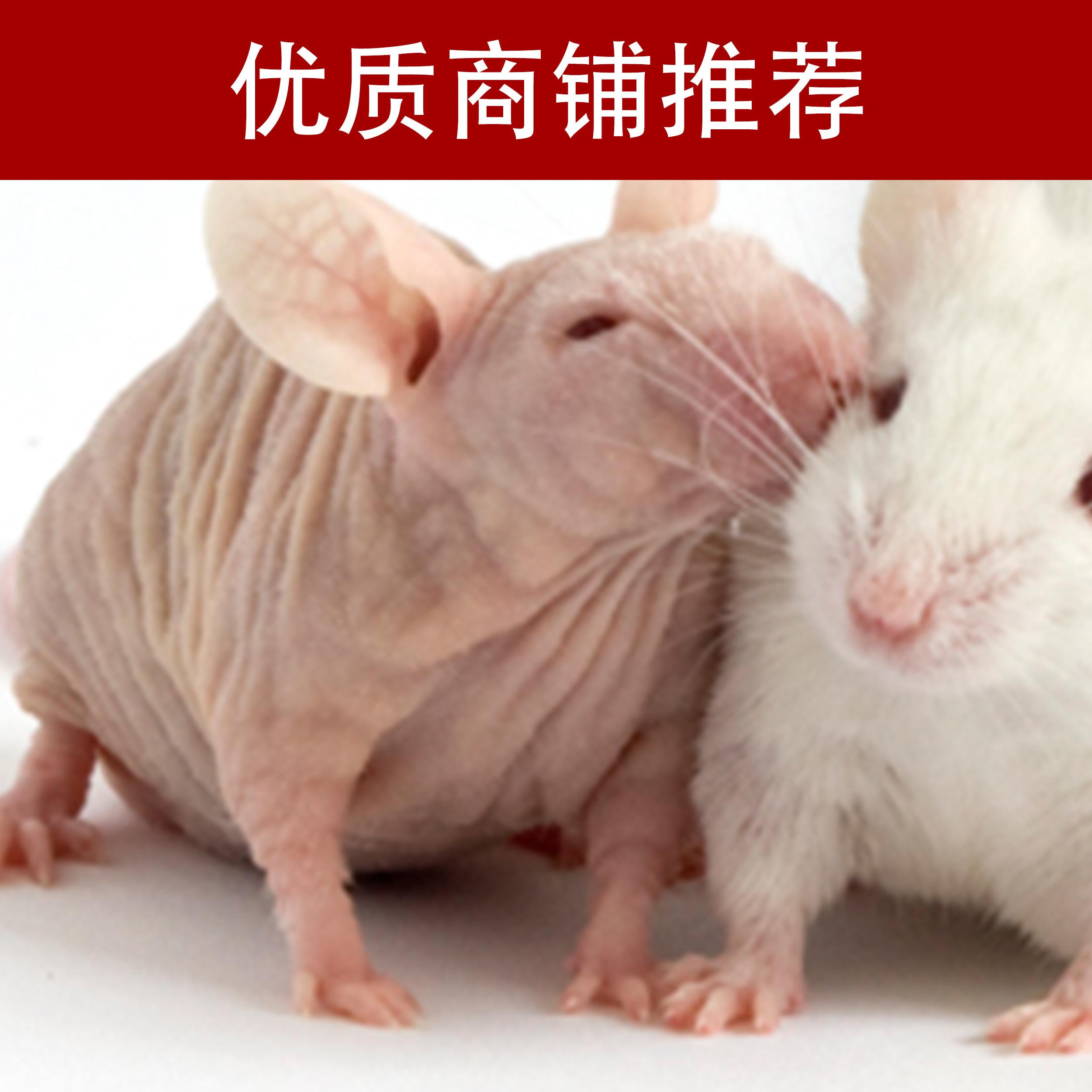 裸小鼠移植瘤实验