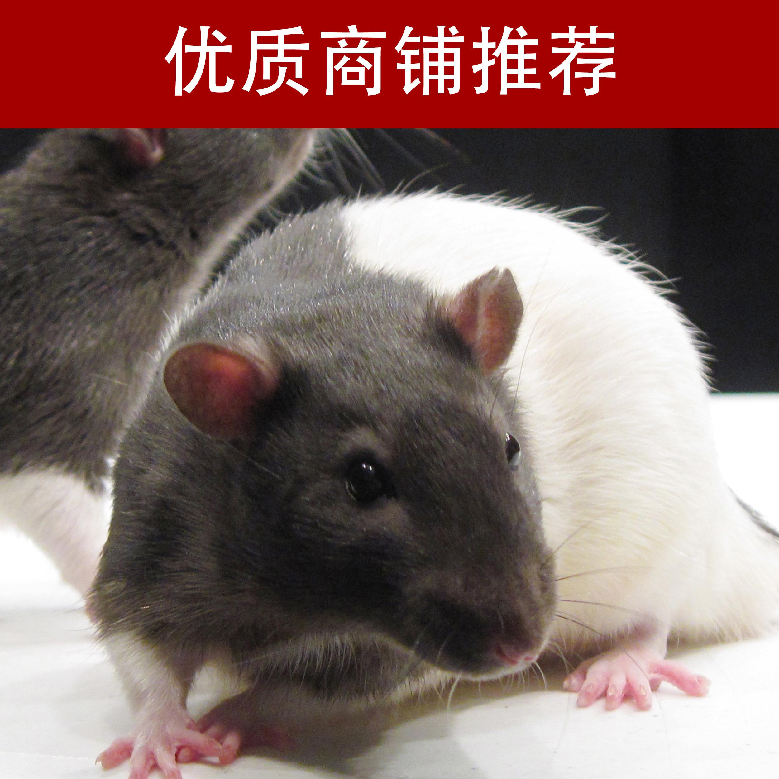 大小鼠实验动物模型制备技术服务