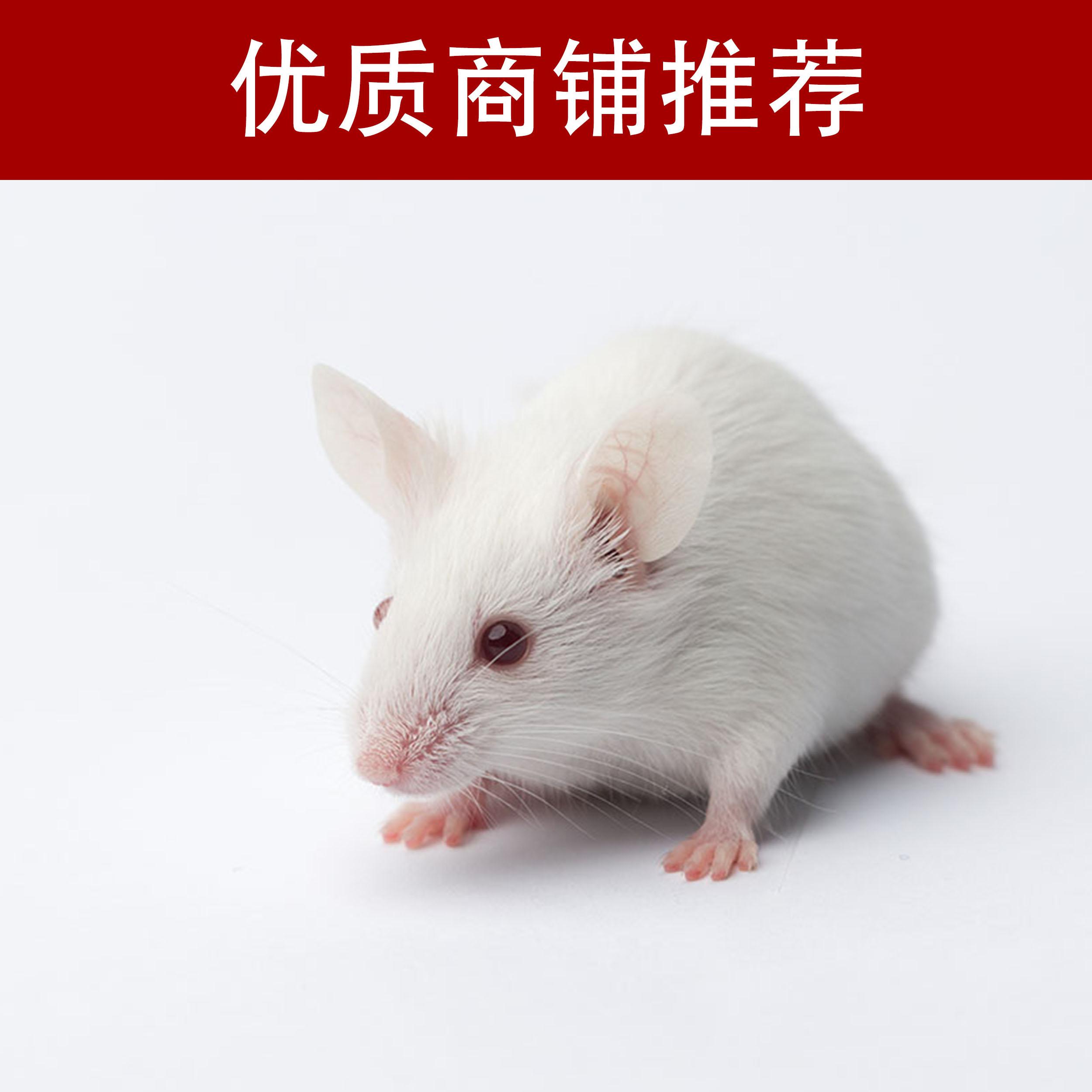 心肌缺血动物模型制备