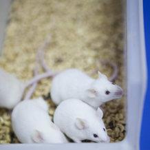 大鼠颅脑损伤/MCAO模型