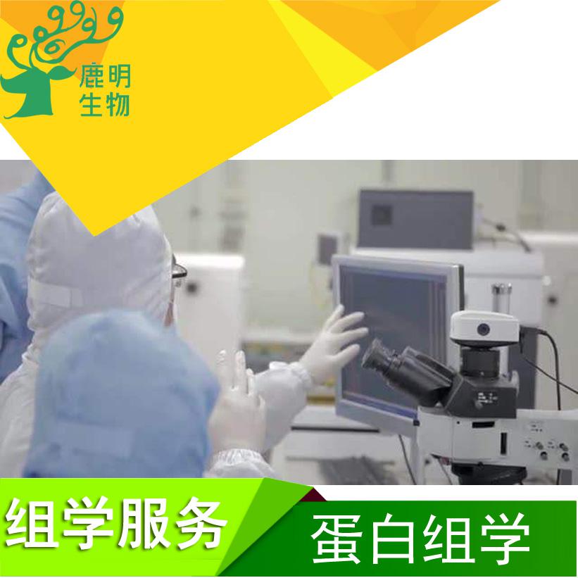 神经递质定量分析