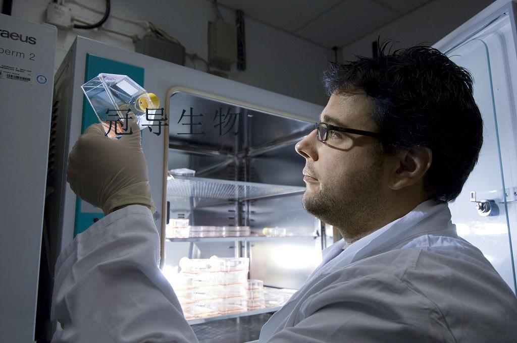 VSC4.1细胞(大鼠脊髓前角运动神经元瘤细胞)