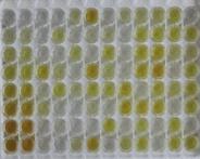 大鼠成纤维细胞生长因子23(FGF23)检测试剂