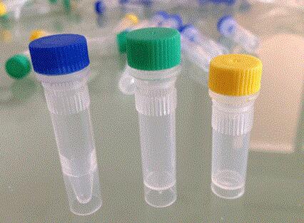 视网膜母细胞瘤结合蛋白8抗体（CtIP）