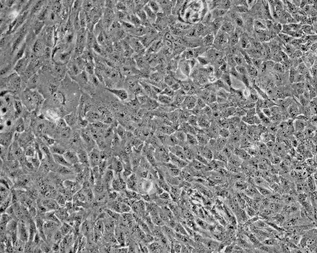 大鼠表皮角质细胞-新生 REK-n