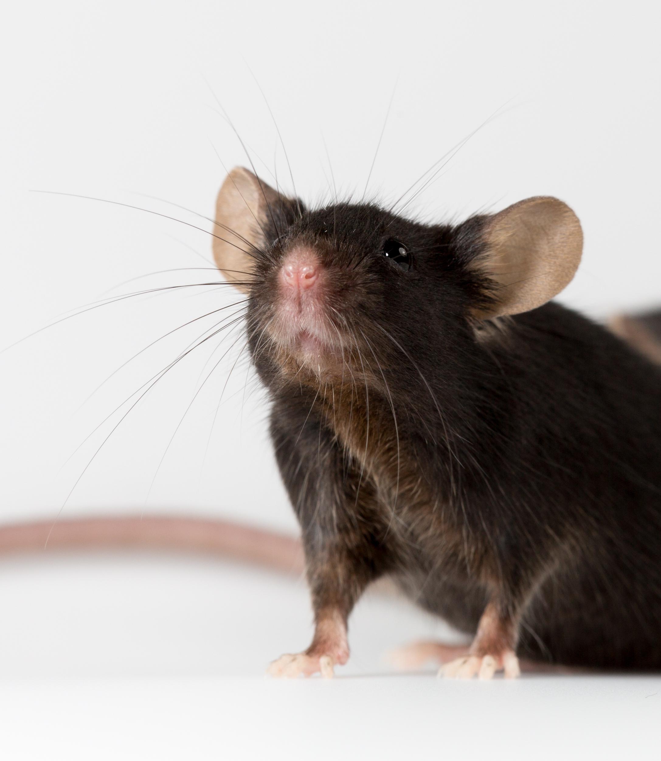 Myc条件性过表达自发肿瘤小鼠模型