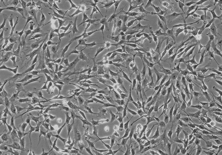 大鼠海马星形胶质细胞 RA-h
