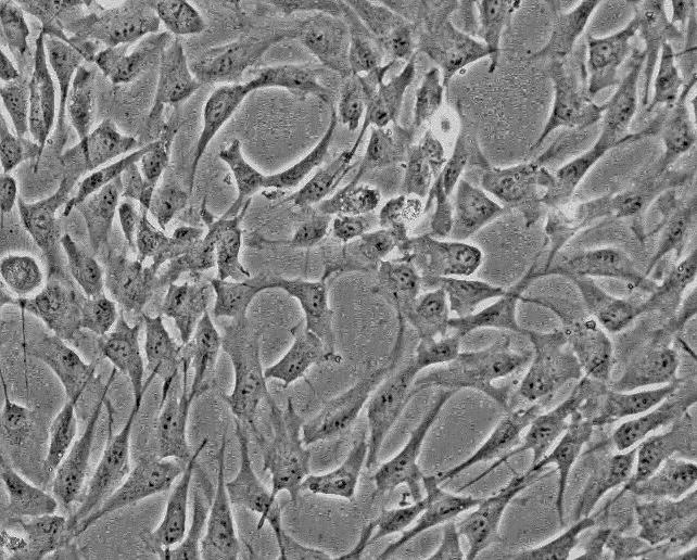 狗间充质干细胞-脂肪 DMSC-ad