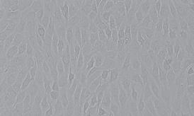 HK-2人肾皮质近曲小管上皮细胞