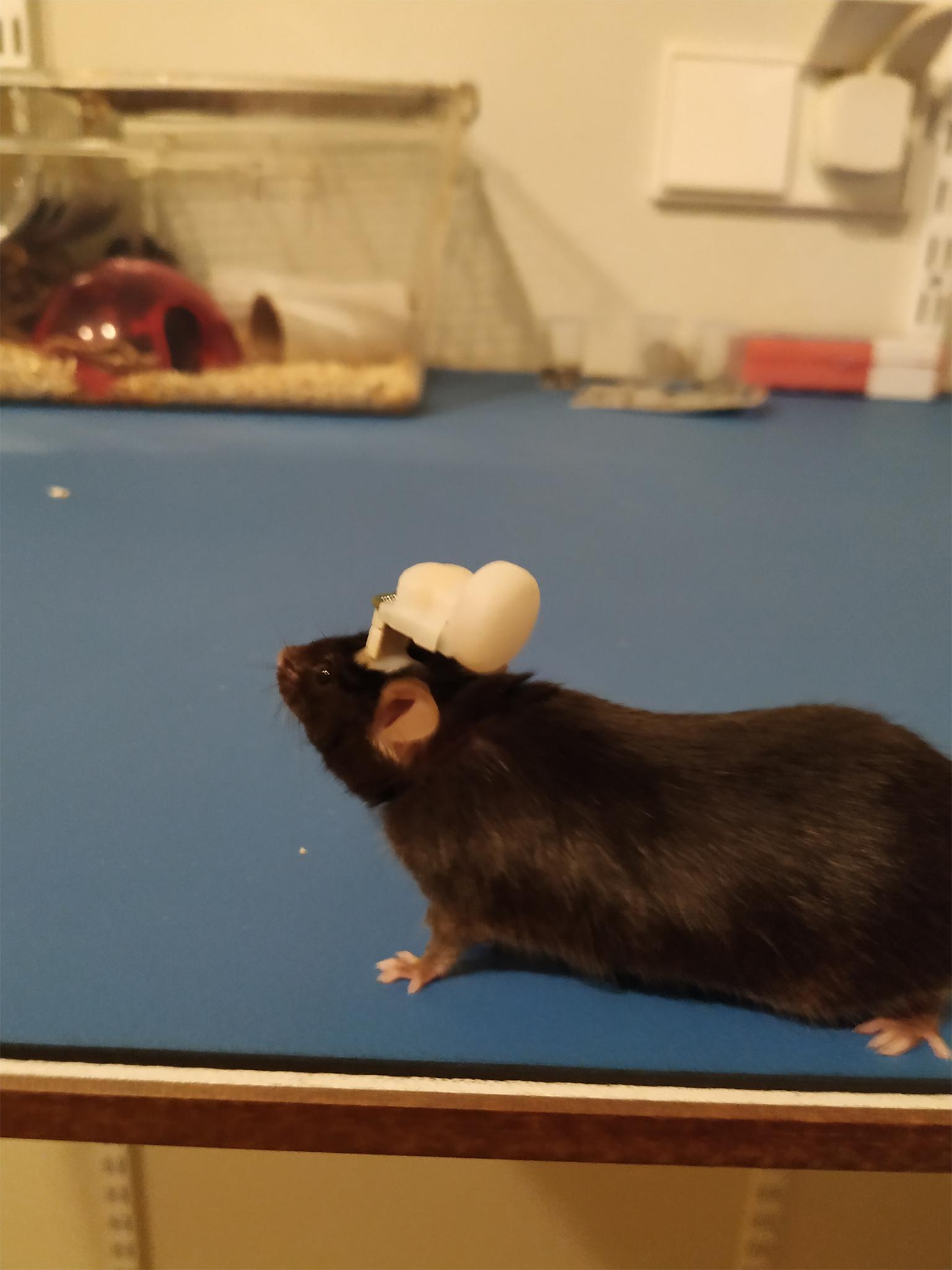 多通道无线神经电信号采集系统