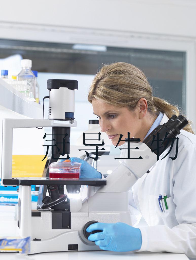 PG-4细胞-猫星形脑胶质细胞