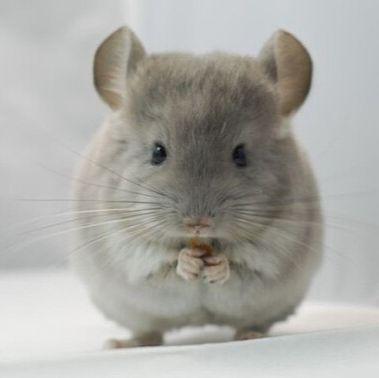 心肌缺血再灌注损伤