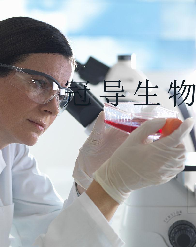 C8-D1A细胞-鼠小脑细胞