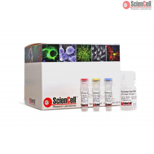 ScienCell 小鼠端粒长度定量qPCR分析试剂盒（绝对定量）