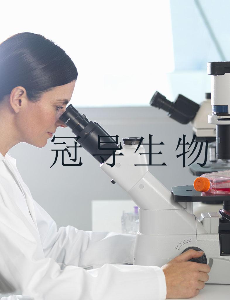 A673细胞-人横纹肌瘤细胞