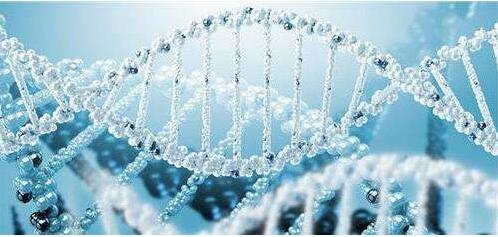 大鼠脾脏NK细胞分离液试剂盒