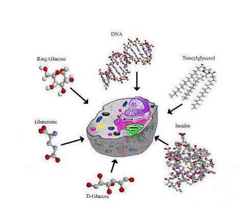 羊外周血血小板分离液试剂盒
