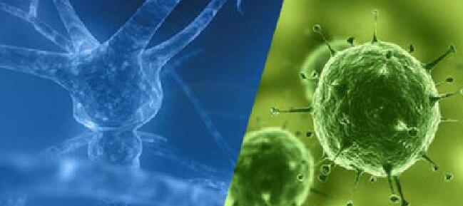 骆驼脾脏单个核细胞分离液试剂盒