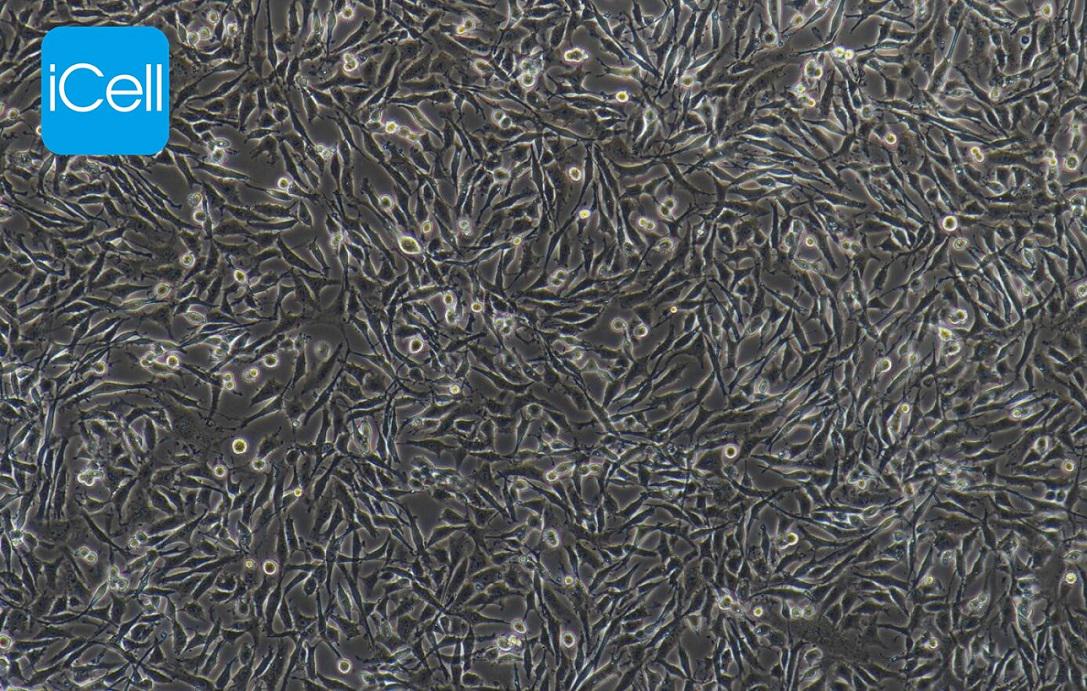 C6  大鼠脑胶质瘤细胞