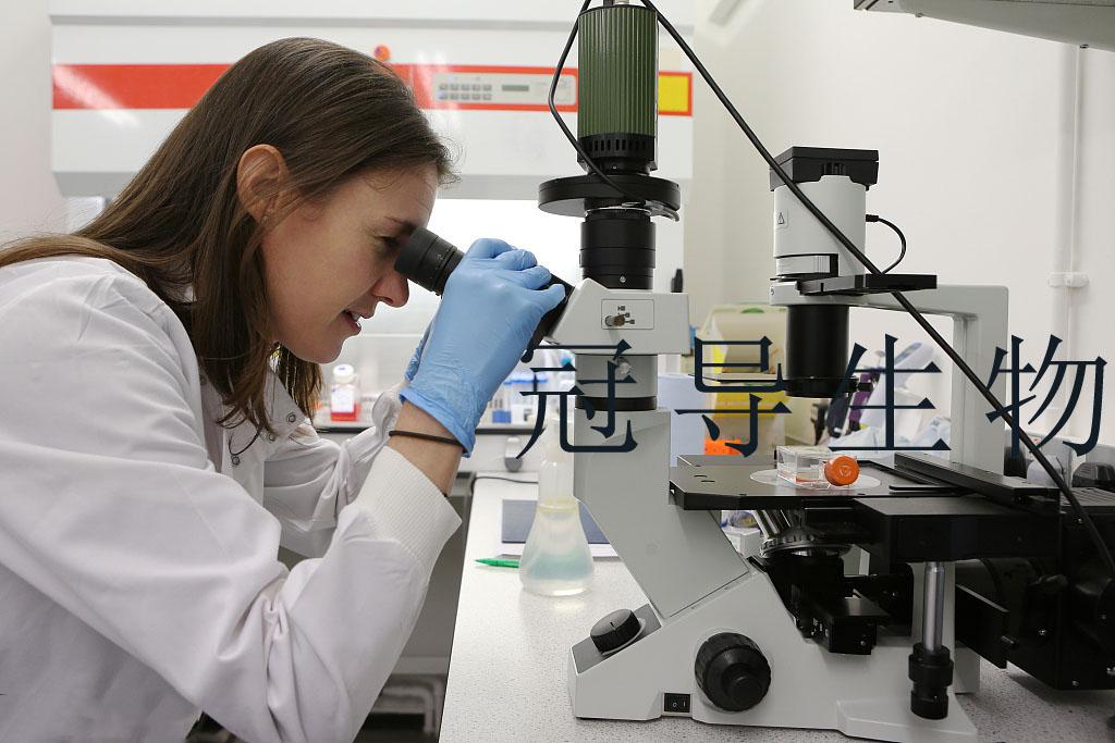 HMSC细胞系：人骨髓间充质干细胞系