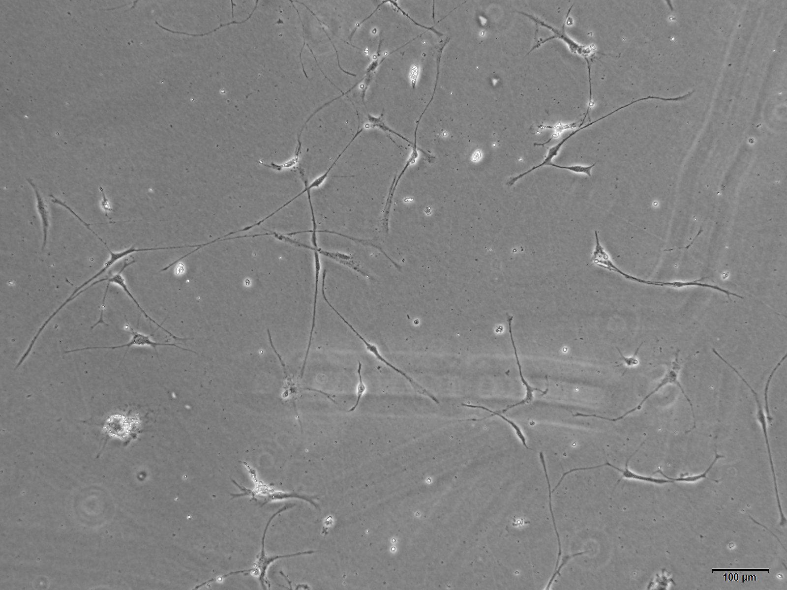 大鼠脊髓神经元