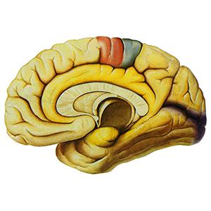 肿瘤类模型研究