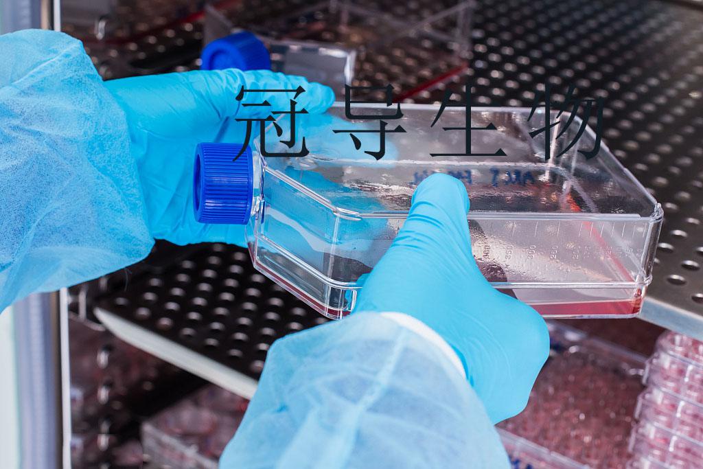 C518 Cell Line||大鼠膝关节退变软骨细胞系