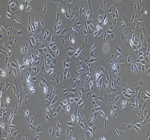 猪乳腺上皮细胞