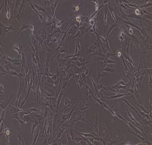 兔牙周膜干细胞