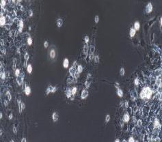 兔脑皮层神经元细胞