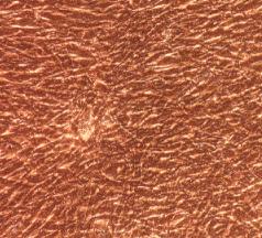 兔淋巴管成纤维细胞