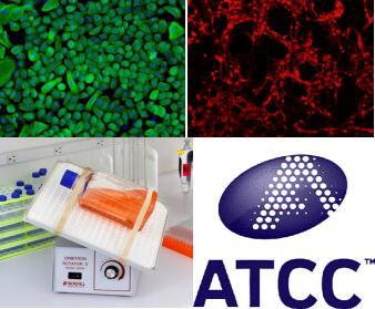 兔真皮毛乳头细胞