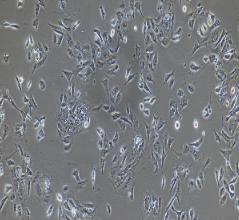 兔小肠粘膜上皮细胞