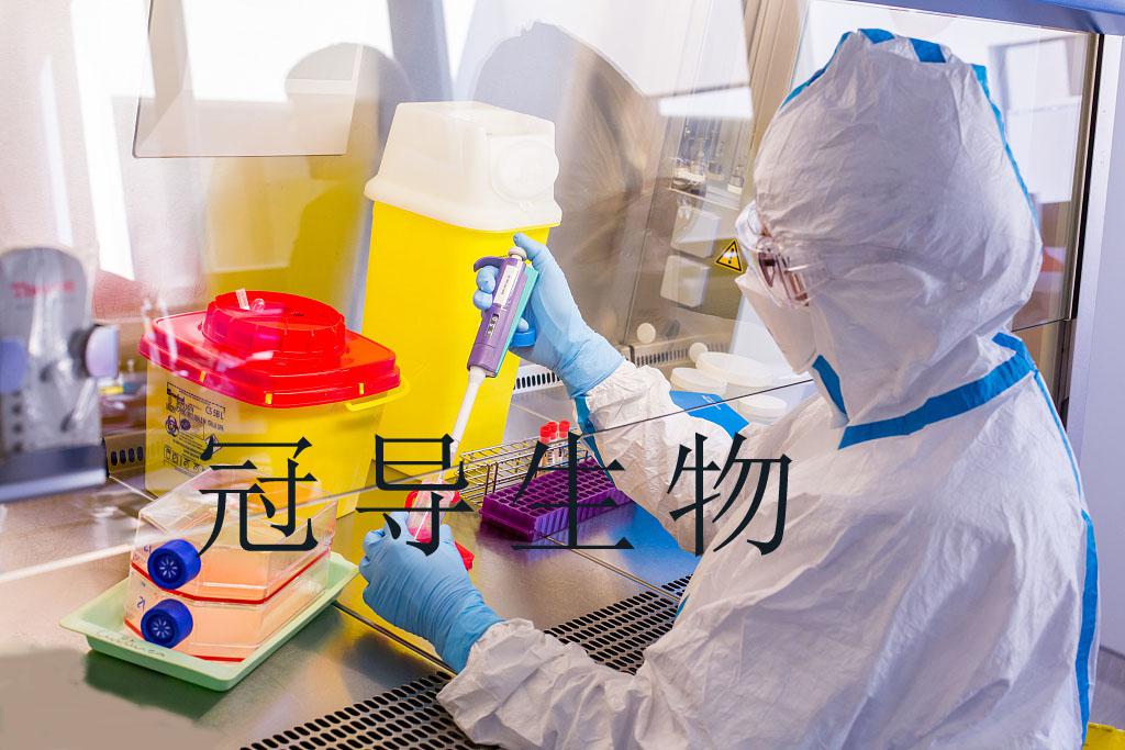 HCPF Cell Line||人脉络丛成纤维细胞系