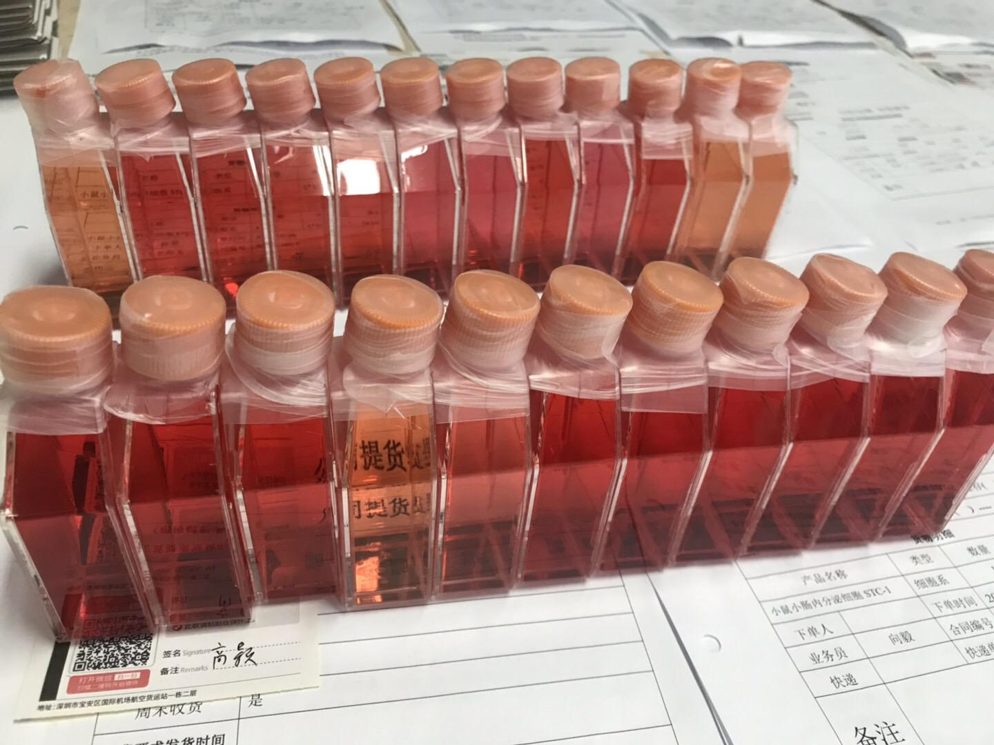 人子宫内膜上皮细胞/免疫荧光鉴定/赛百慷（iCell）