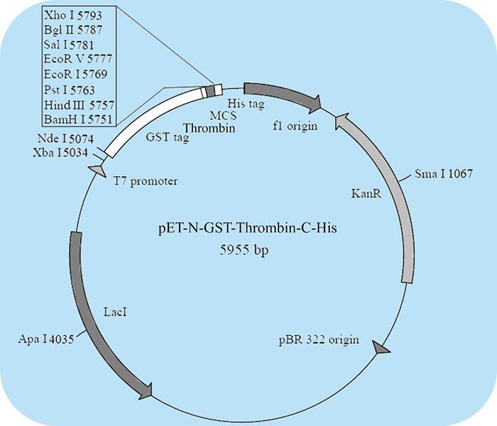 点突变//质粒构建