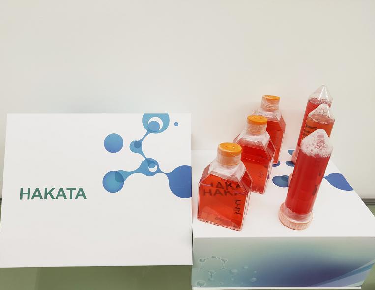 hmec-1细胞,人微血管内皮细胞,hmec-1人微血管内皮细胞