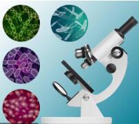 小鼠组织DNA直扩PCR试剂