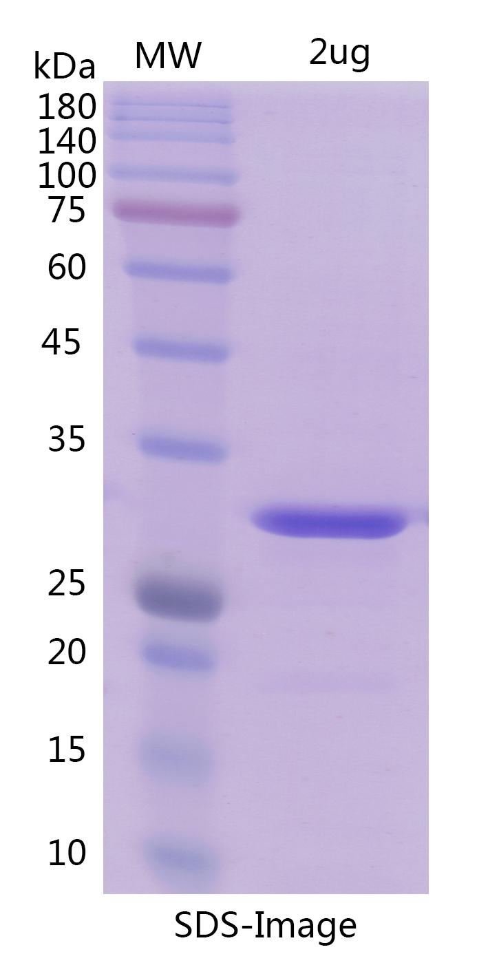 Benzonase Nuclease / 全能核酸酶