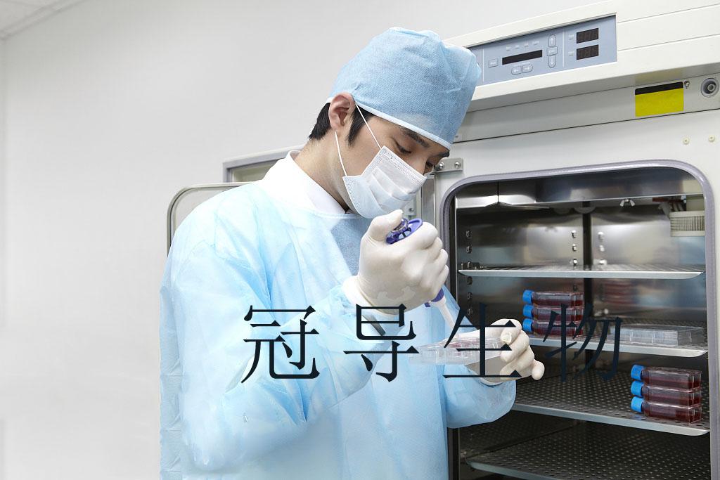 Th17 Cells小鼠辅助性T传代细胞