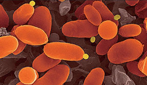 骆驼脾脏白细胞分离液试剂盒图片