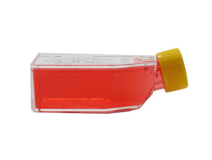 RF/6A (猴脉络膜-视网膜内皮细胞)