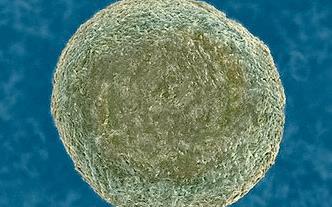 DNA旋转酶抑制剂(Marbofloxacin)规格