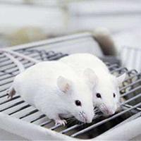 高血压动物模型