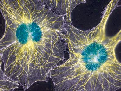 脂质体核酸转染试剂规格