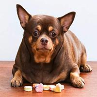 1型糖尿病动物模型