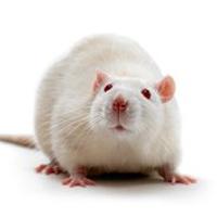 II型糖尿病动物模型