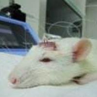 脑损伤动物模型